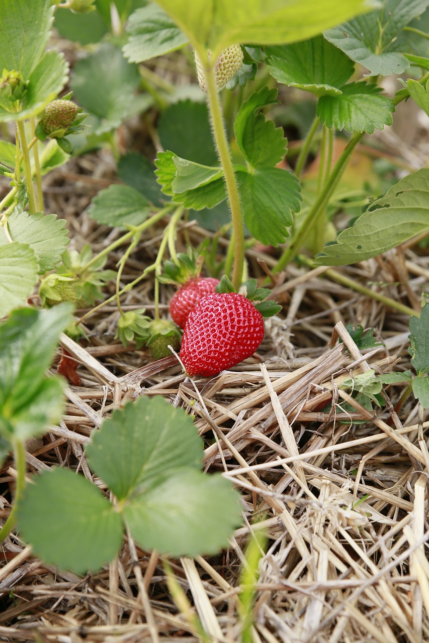 Gamta, Augalas, Braškės, Raudona, Vaisiai, Raudoni Vaisiai, Vasara, Vaisiai, Nemokamos Nuotraukos,  Nemokama Licenzija