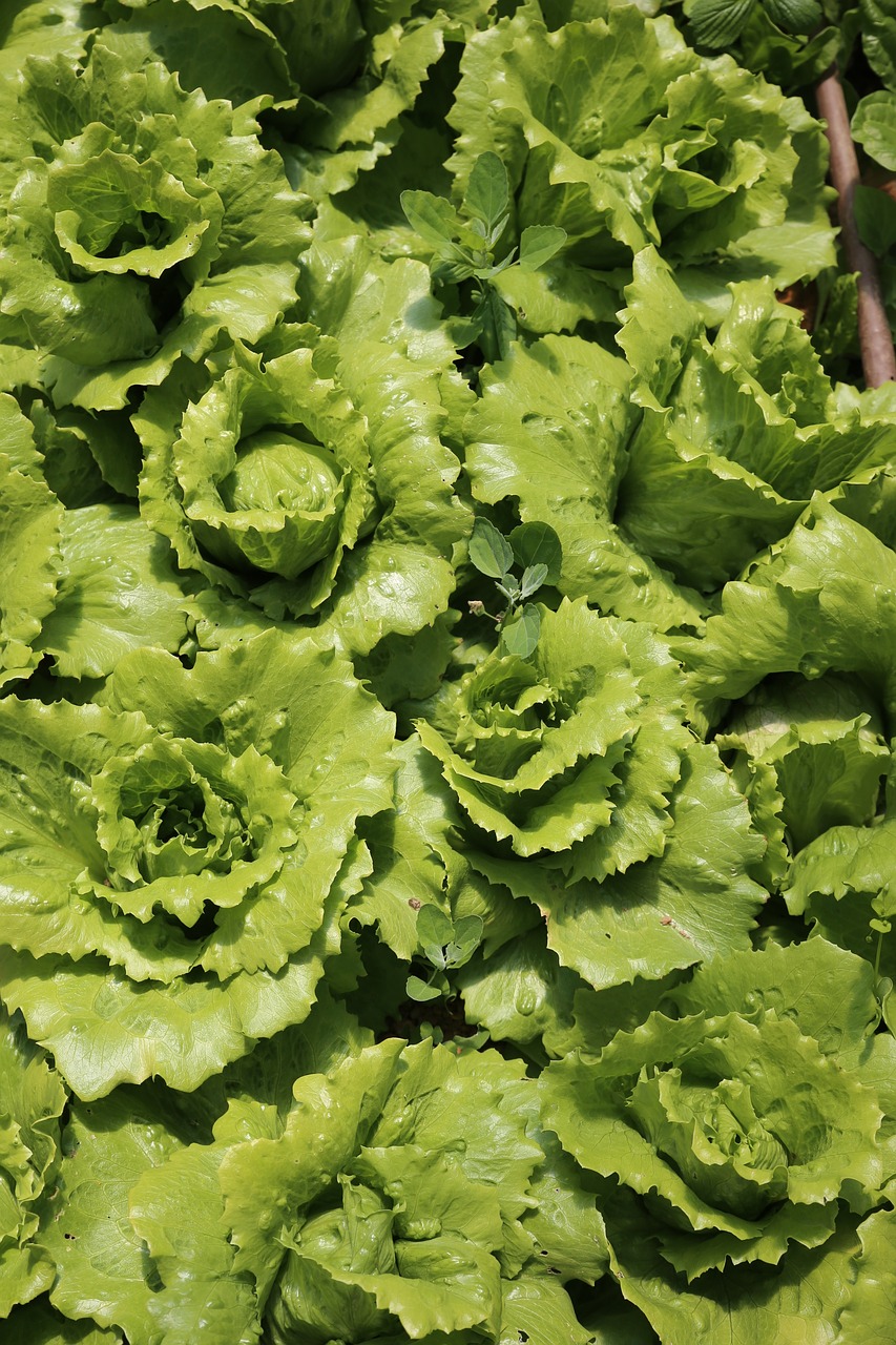 Gamta, Sodas, Salotos, Maistas, Daržovės, Maisto Produktai, Vegetales, Žalias, Sodininkystė, Kultivuoti