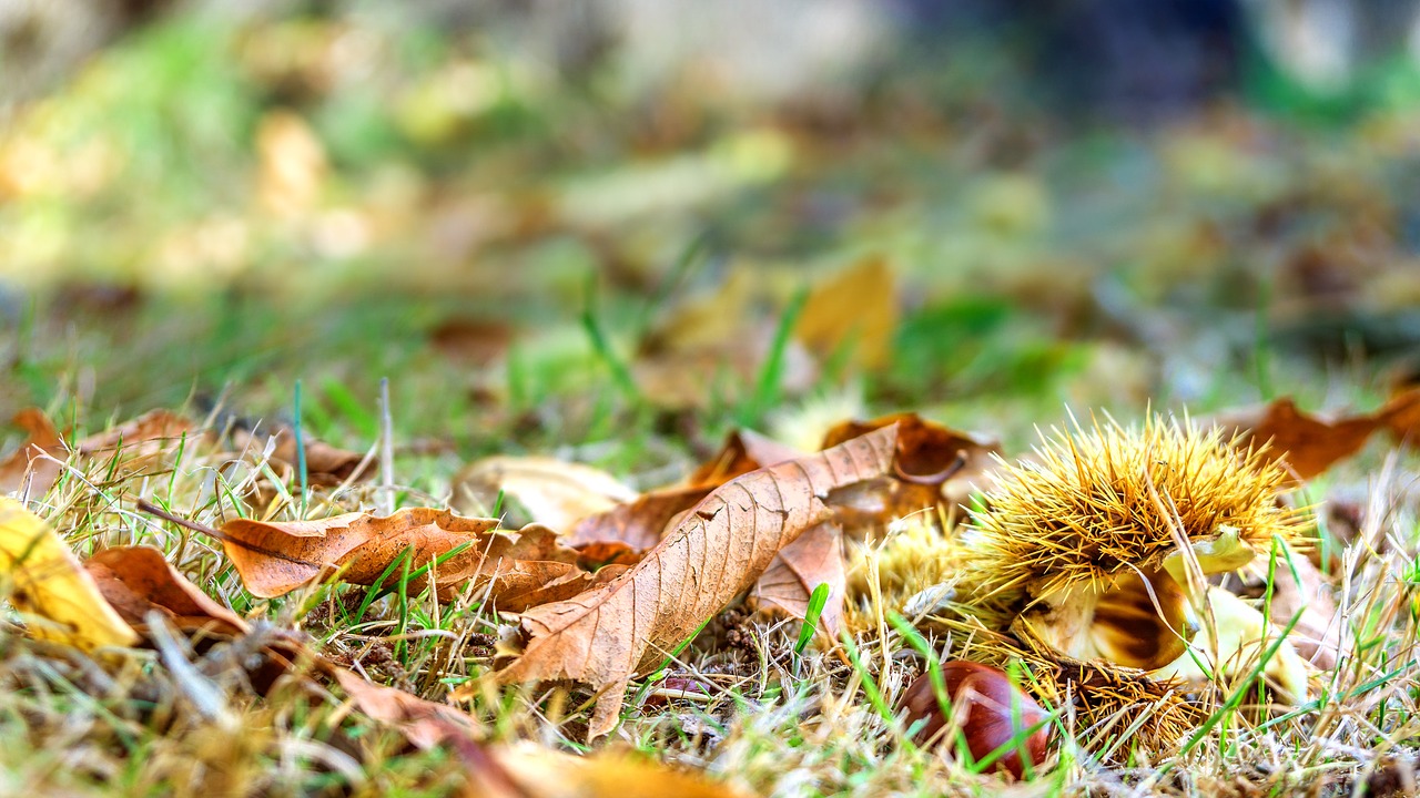 Gamta, Sezonai, Ruduo, Metų Laikas, Keturi Metų Laikai, Kaštonas, Lapai, Žurnalas, Makro, Spalva