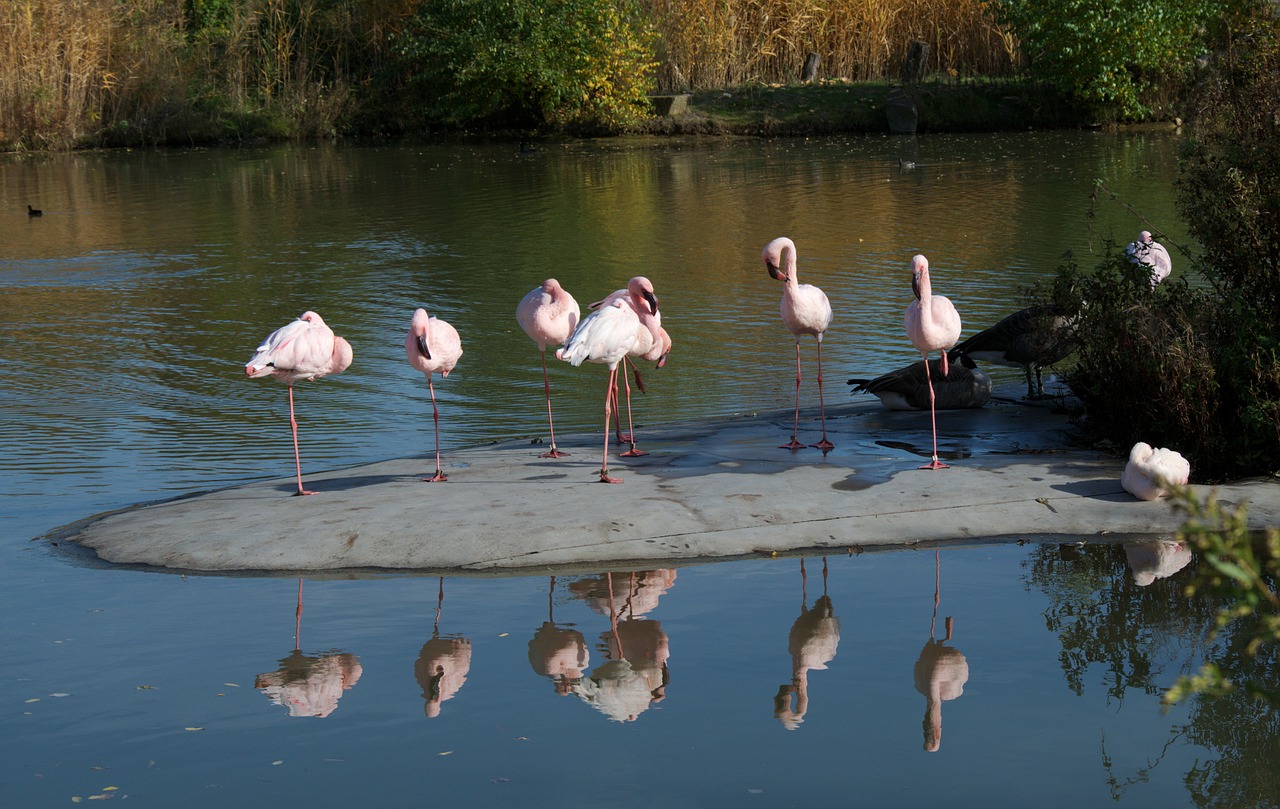 Gamta, Gyvūnai, Zoologijos Sodas, Flamingos, Vandens Paukštis, Paukštis, Sąskaitą, Vanduo, Veidrodis, Nemokamos Nuotraukos