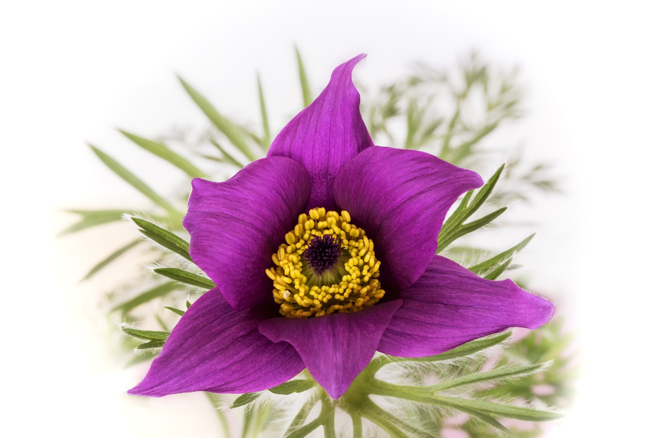 Gamta, Gėlės, Saugomi Augalai, Pulsatilla Vulgaris, Pasque Gėlė, Ranunculaceae, Pavasaris, Paprastas Pasque Gėlė, Nemokamos Nuotraukos,  Nemokama Licenzija