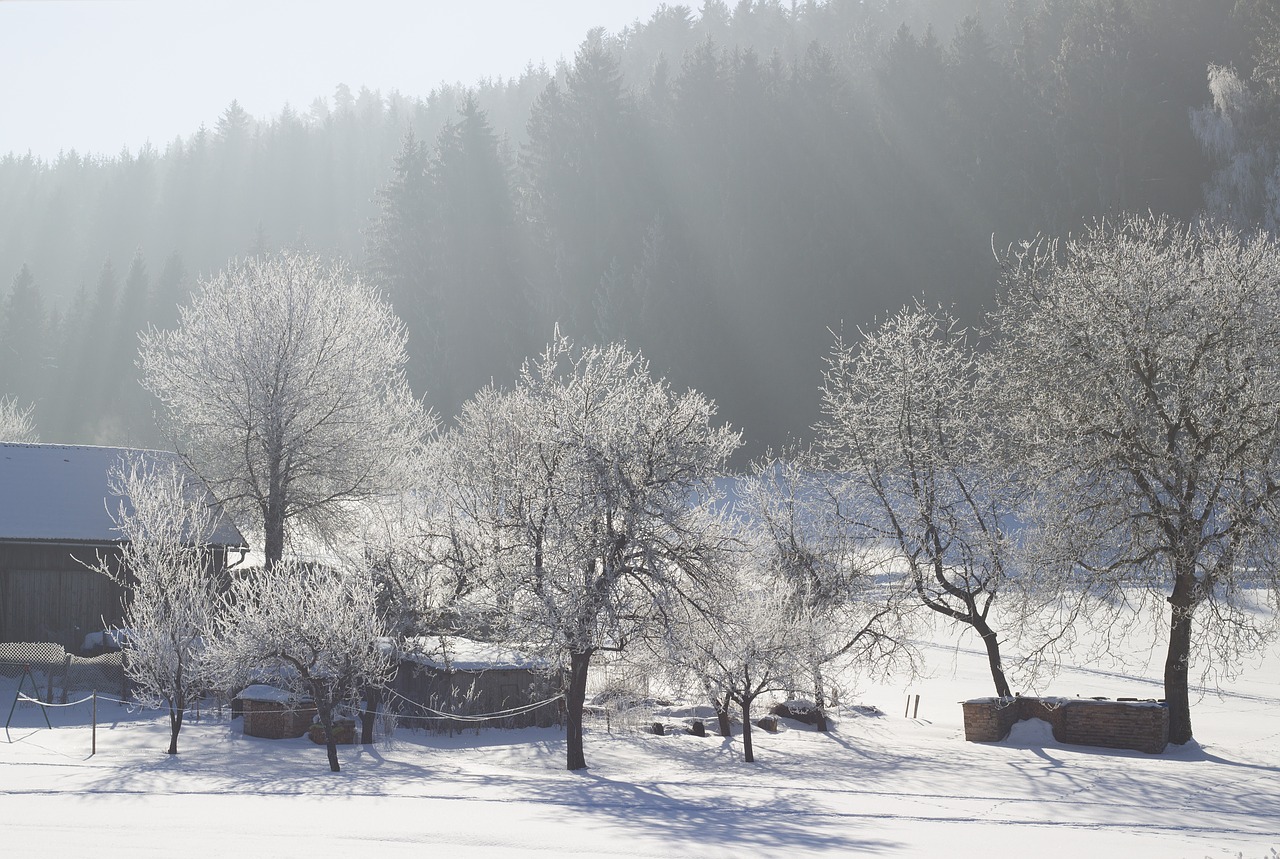 Gamta, Žiema, Sniegas, Šalies Gyvenimas, Kraštovaizdis, Medžiai, Ledas, Šaltas, Idilija, Saulė