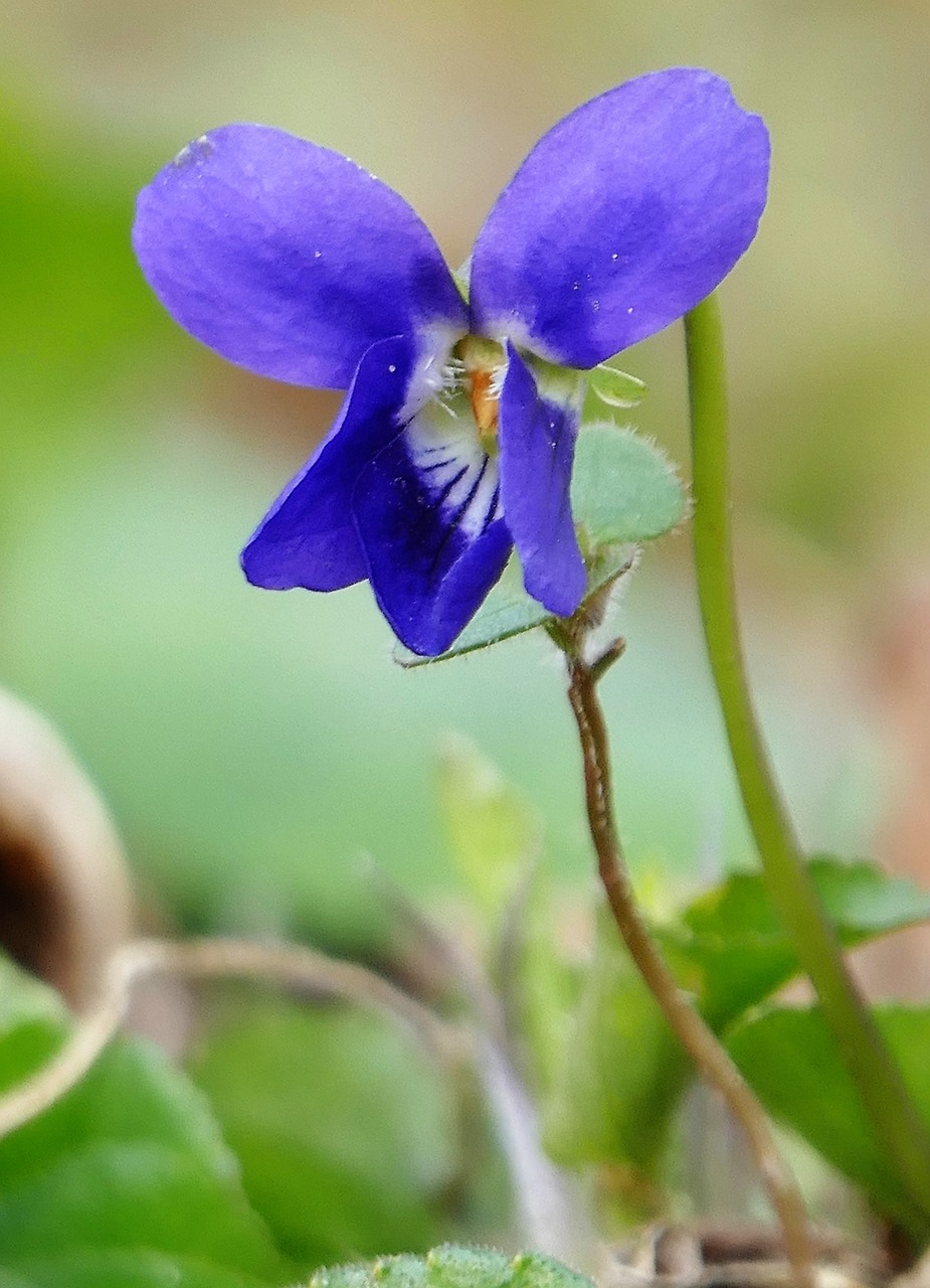 Gamta, Gėlė, Violetinė, Mėlynas, Žiedas, Žydėti, Graži Gėlė, Pavasaris, Uždaryti, Nemokamos Nuotraukos