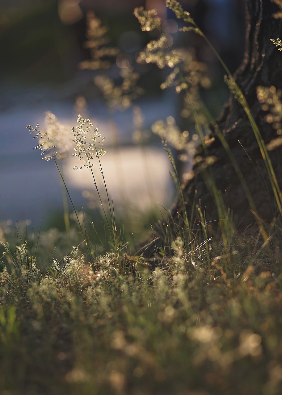 Gamta, Žolė, Pavasaris, Bokeh, Nemokamos Nuotraukos,  Nemokama Licenzija