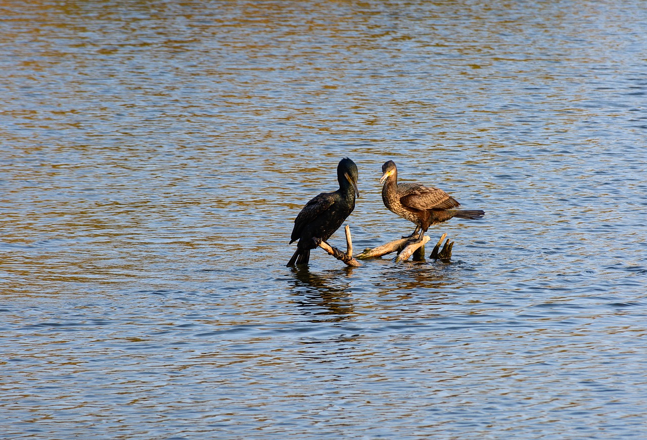 Gamta, Antis, Paukščiai, Upė, Fauna, Nemokamos Nuotraukos,  Nemokama Licenzija