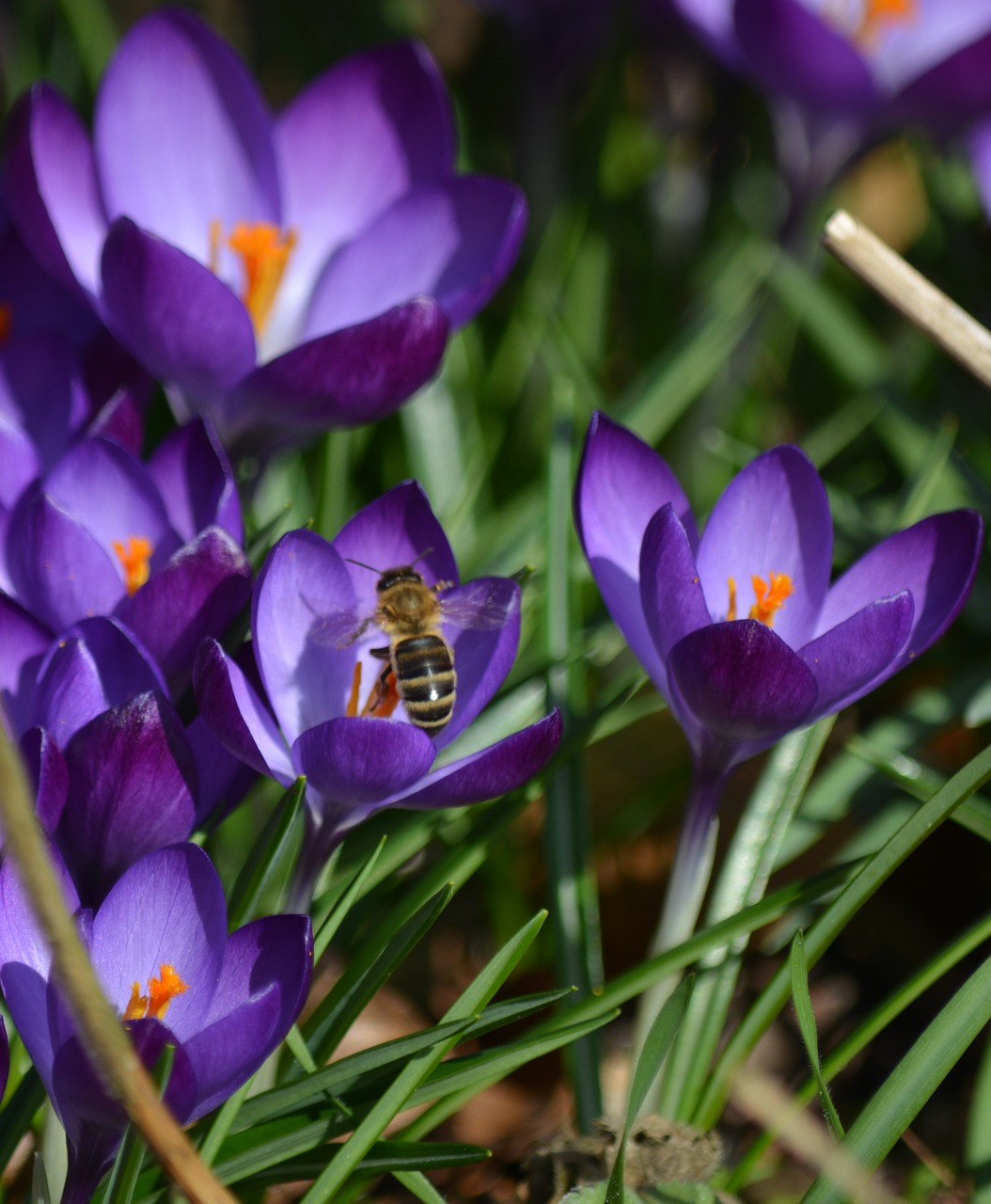 Gamta, Augalas, Crocus, Žiedas, Žydėti, Bičių, Nemokamos Nuotraukos,  Nemokama Licenzija