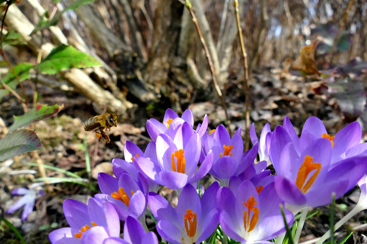 Gamta, Pavasaris, Crocus, Violetinė, Bičių, Augalas, Uždaryti, Gėlės, Nemokamos Nuotraukos,  Nemokama Licenzija