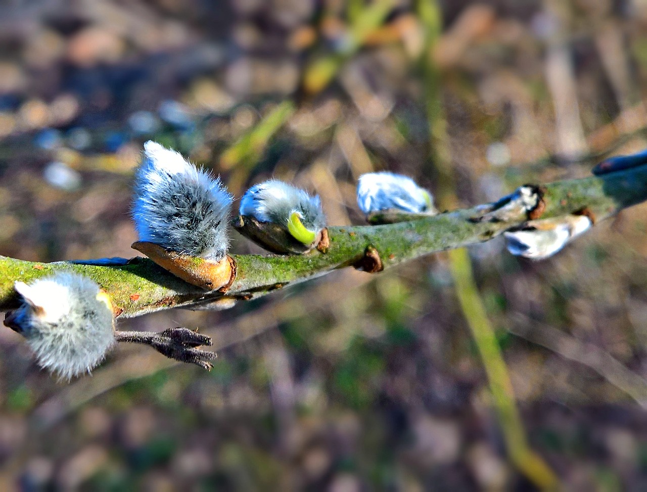 Gamta, Gluosnių Catkins, Pavasaris, Pertraukos Pabaigos Pumpurai, Silberglänzend, Minkštas, Švelnus, Pavasario Grandinės Pasiuntiniai, Nemokamos Nuotraukos,  Nemokama Licenzija