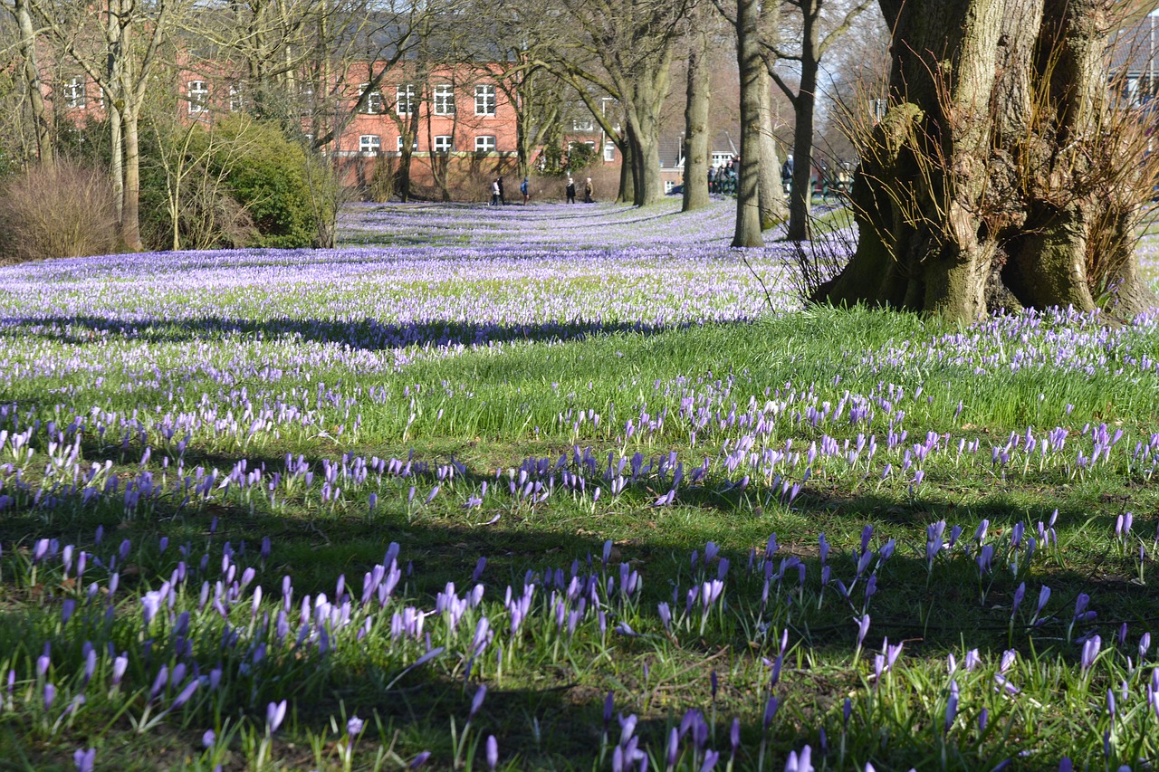 Gamta, Gėlės, Crocus, Žiedas, Žydėti, Husum, Meklenburgas, Nemokamos Nuotraukos,  Nemokama Licenzija