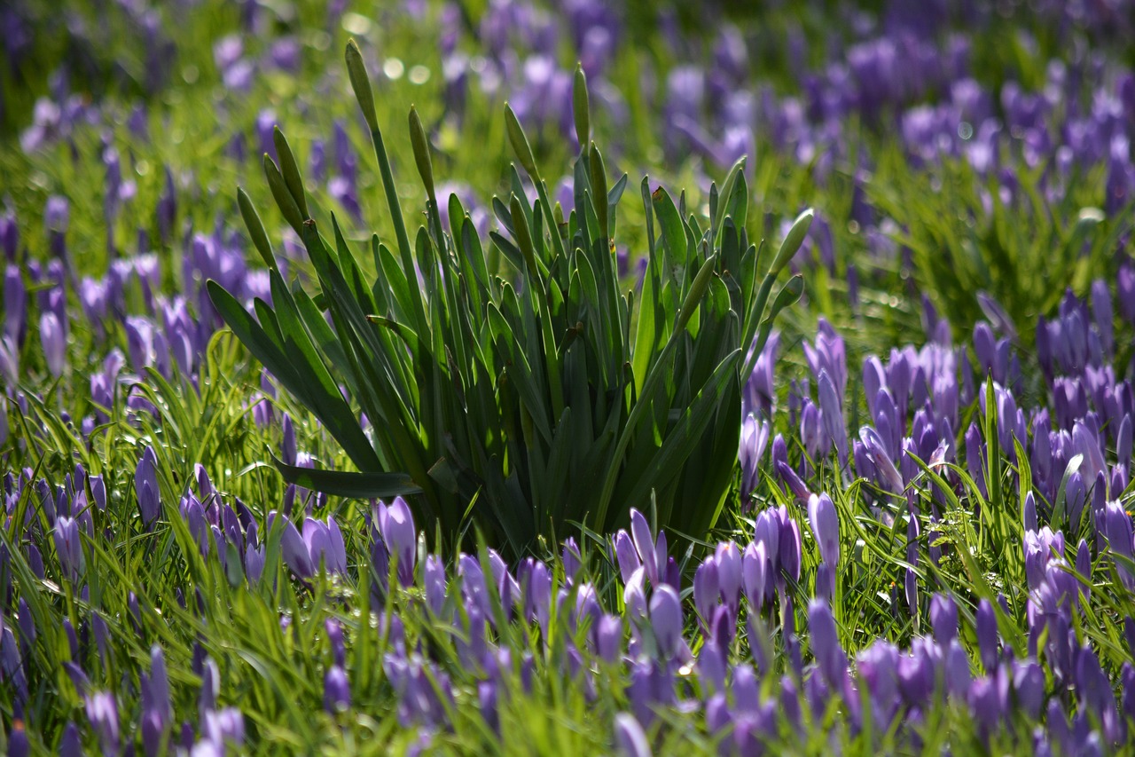 Gamta, Gėlės, Crocus, Žiedas, Žydėti, Husum, Meklenburgas, Nemokamos Nuotraukos,  Nemokama Licenzija