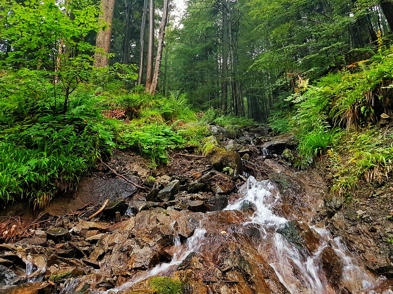 Gamta, Miškas, Vanduo, Medžiai, Nemokamos Nuotraukos,  Nemokama Licenzija