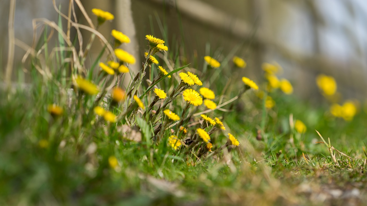 Gamta, Fonas, Modelis, Augalas, Žolės, Kraštovaizdis, Geltona, Žalias, Bokeh, Žolė