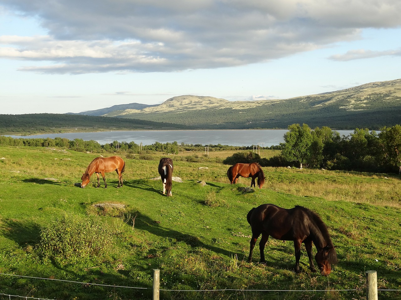 Gamta, Kraštovaizdis, Arkliai, Norvegija, Nemokamos Nuotraukos,  Nemokama Licenzija