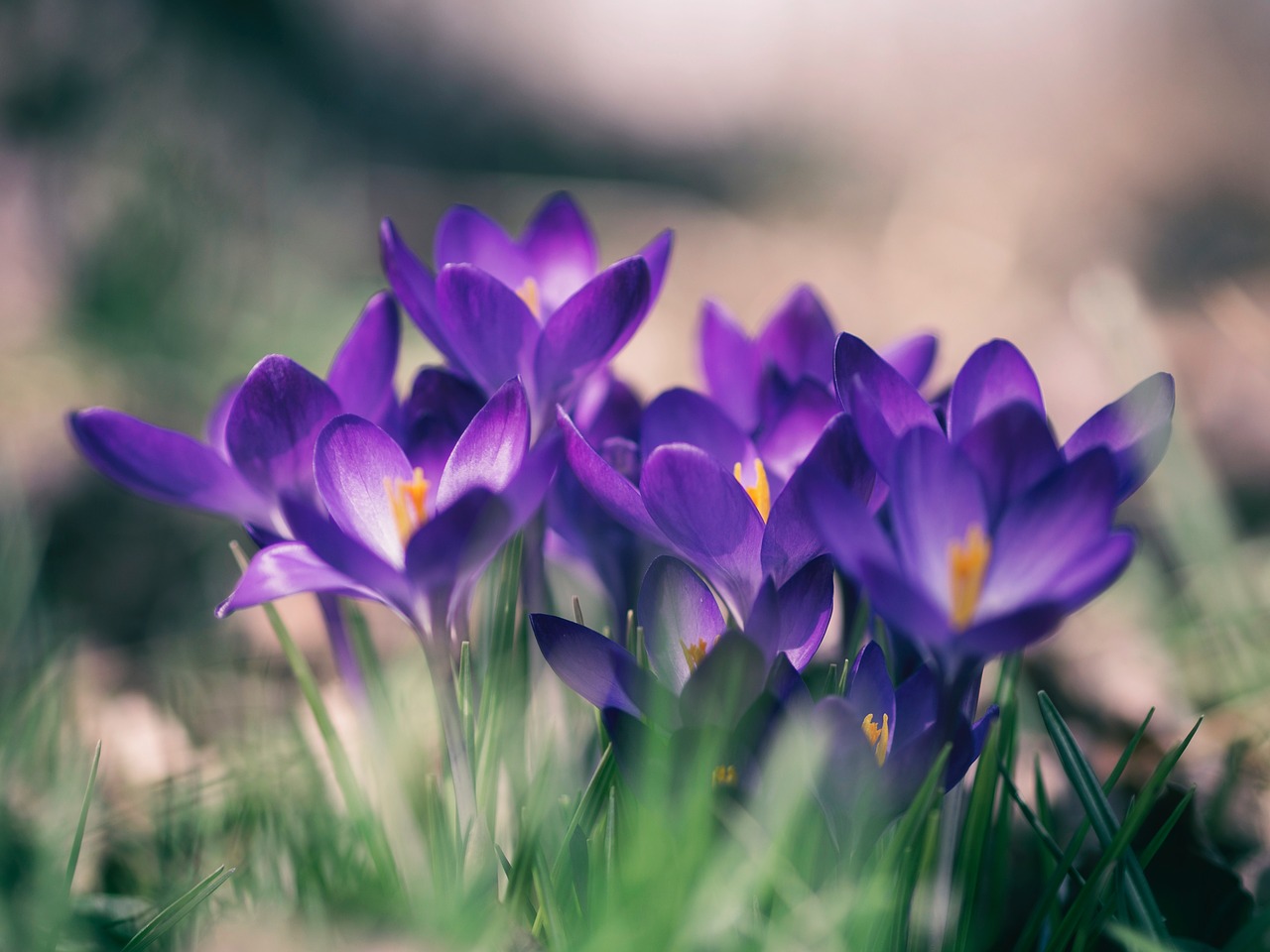 Gamta, Žydi, Žiedas, Pavasaris, Gėlių, Fauna, Stiebai, Žiedlapiai, Violetinė, Nemokamos Nuotraukos