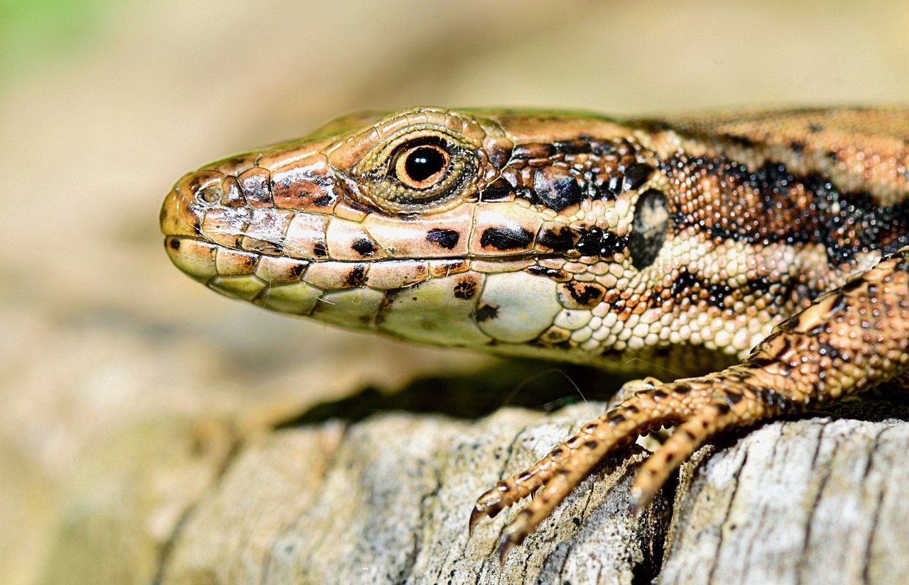 Gamta, Driežas, Vabzdys, Ropliai, Fauna, Makro, Nemokamos Nuotraukos,  Nemokama Licenzija