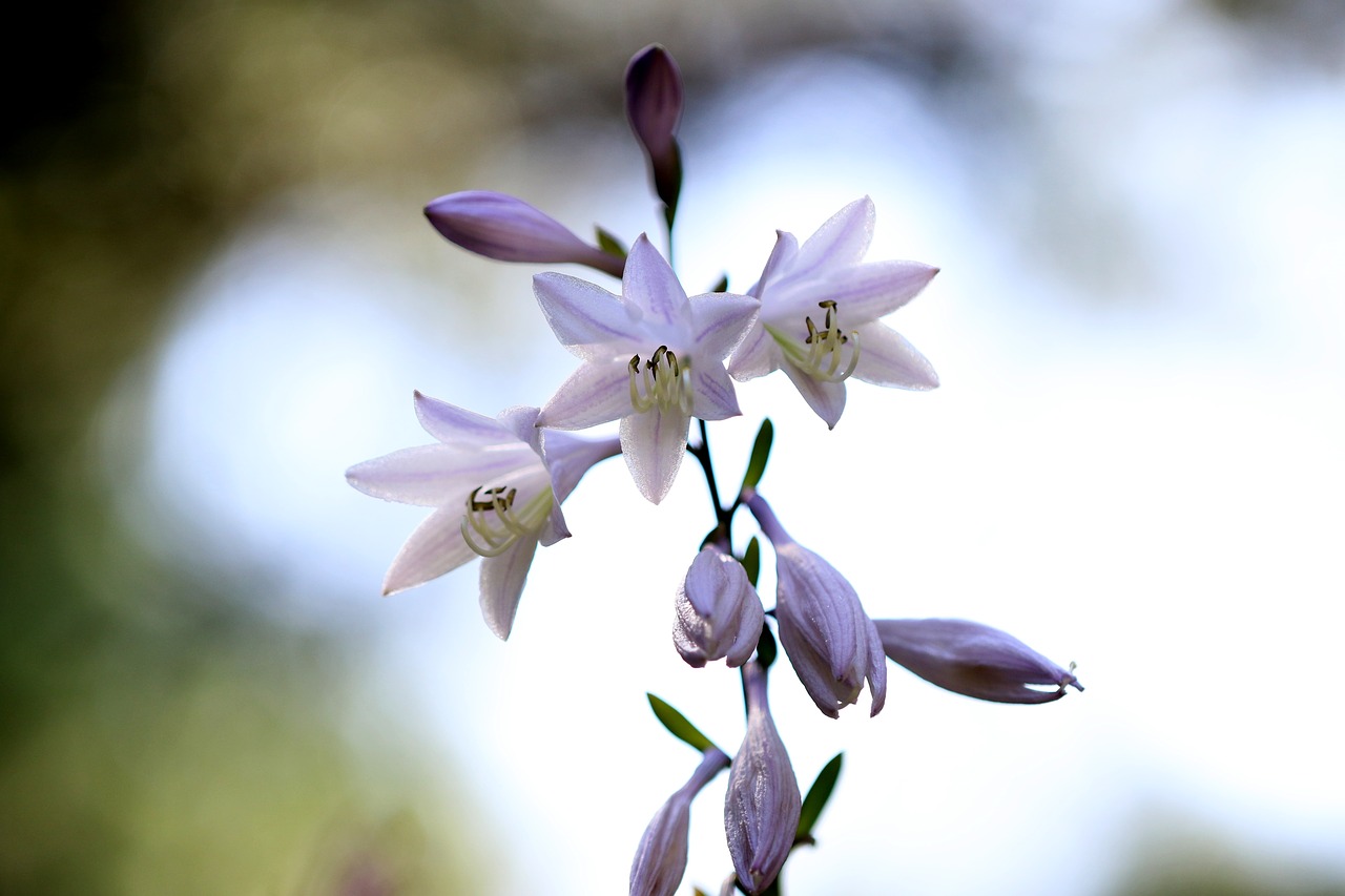 Gamta, Augalai, Gėlės, Vivian Chu, Parkas, Arboretum, Violetinė, Saulės Šviesa, Dangus, Nemokamos Nuotraukos