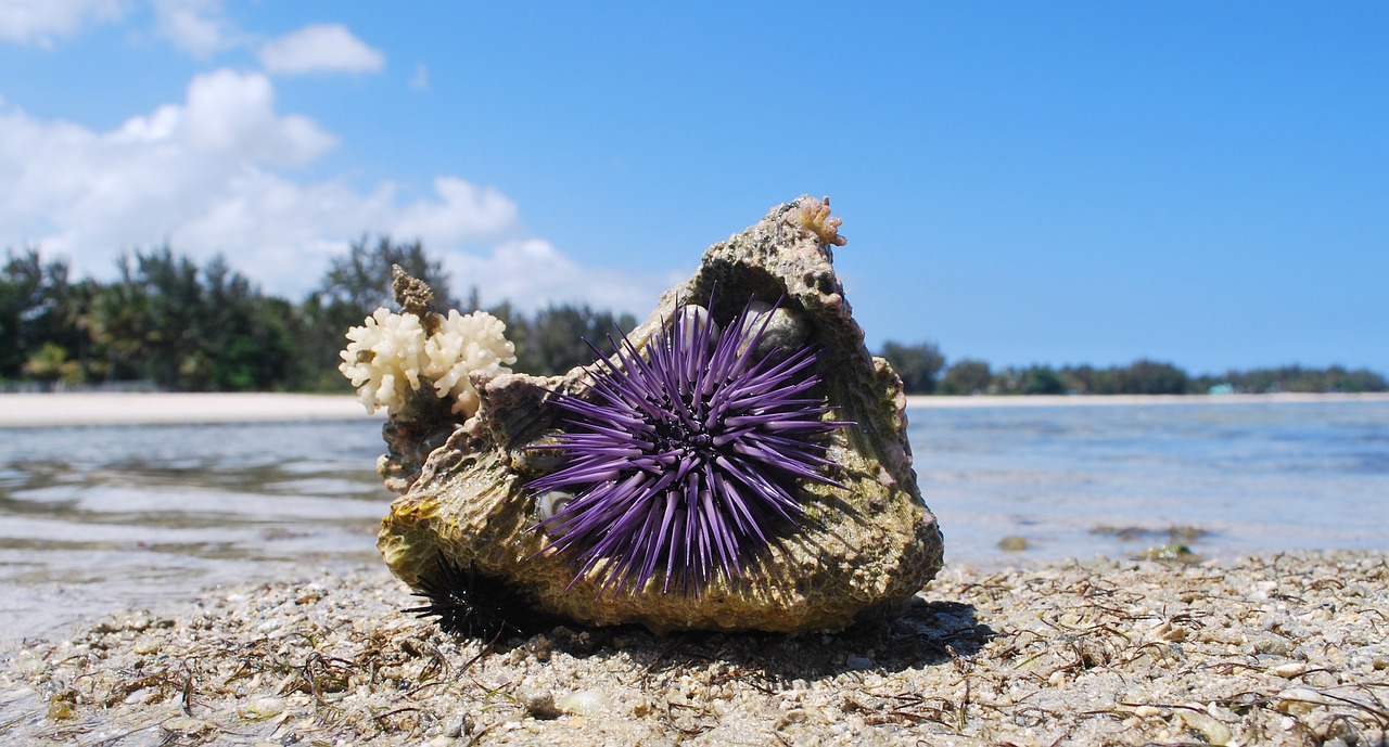 Gamta, Lukštas, Urchin, Akmuo, Jūra, Smėlis, Nemokamos Nuotraukos,  Nemokama Licenzija