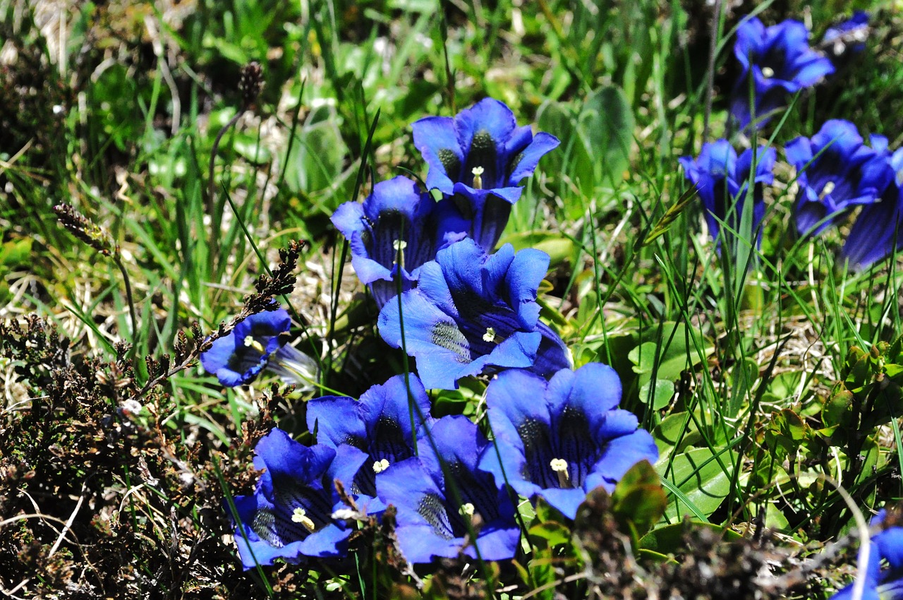 Gamta, Gentian, Alpių, Vasara, Gėlė, Mėlynas, Augalas, Žiedas, Žydėti, Uždaryti