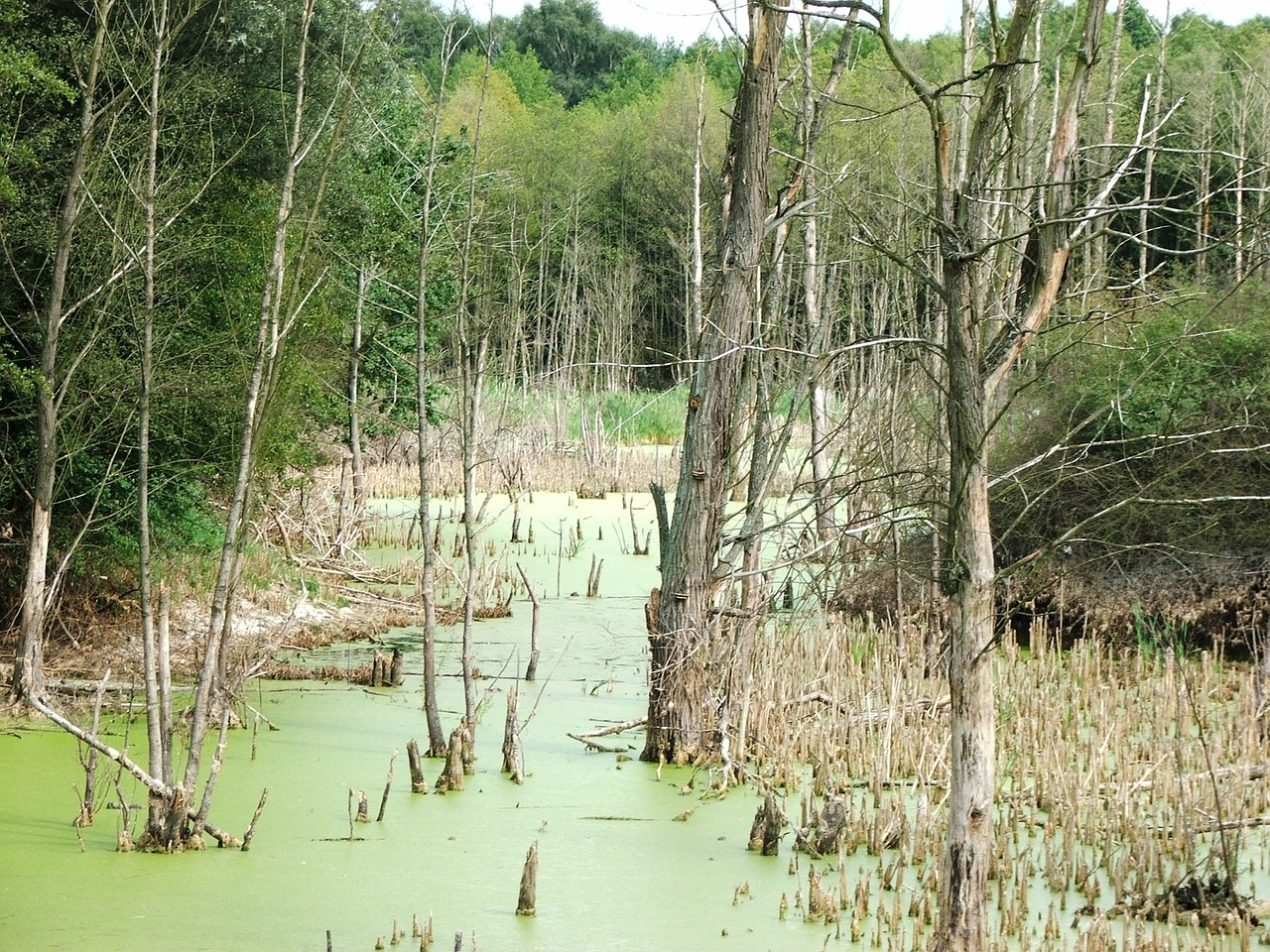 Gamta, Miškas, Pelkės, Nemokamos Nuotraukos,  Nemokama Licenzija