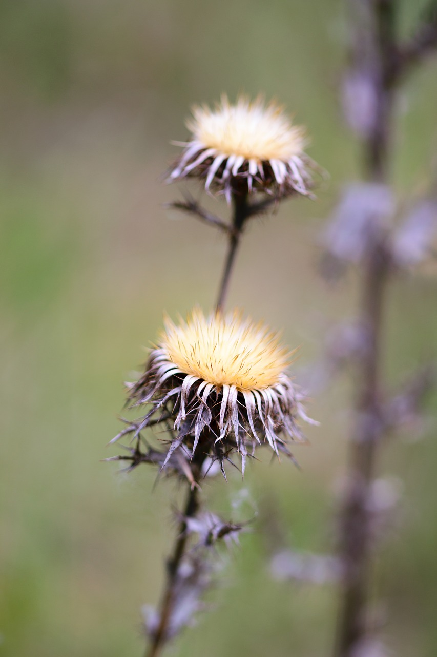 Gamta, Kiaulpienė, Augalas, Žalias, Vasara, Gėlės, Sodas, Pavasaris, Flora, Geltona