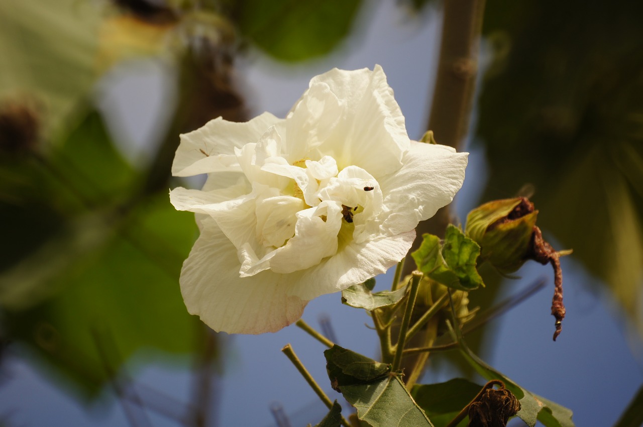 Gamta, Flora, Floresas, Vabzdžiai, Armėnija, Quindio, Kolumbija, Nemokamos Nuotraukos,  Nemokama Licenzija