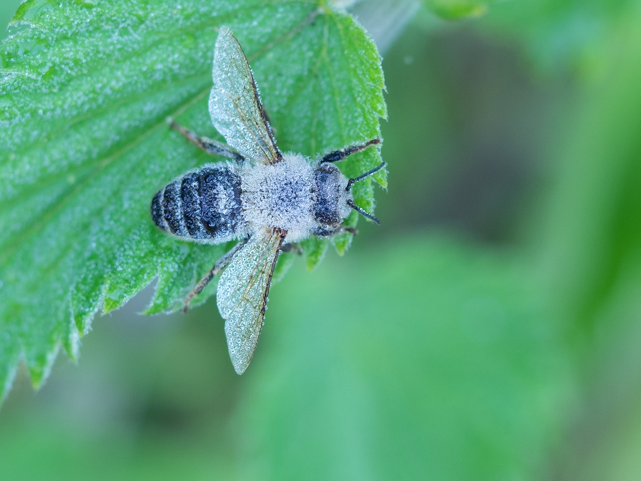 Gamta, Klaida, Skristi, Hoverfly, Nemokamos Nuotraukos,  Nemokama Licenzija