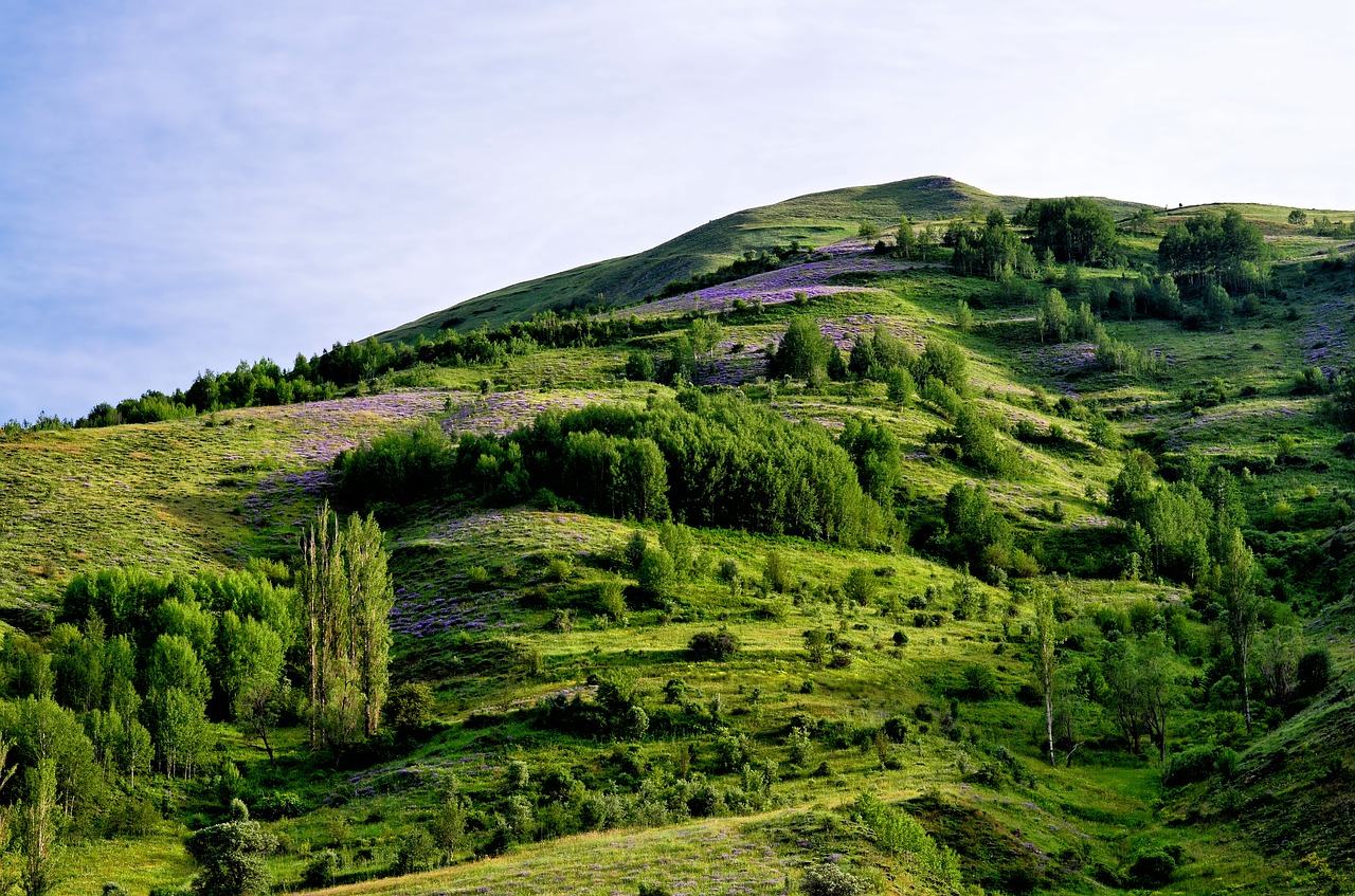 Gamta, Pavasaris, Gėlės, Pavasario Gėlės, Žalias, Kraštovaizdis, Gražus, Spalva, Augalas, Turkija