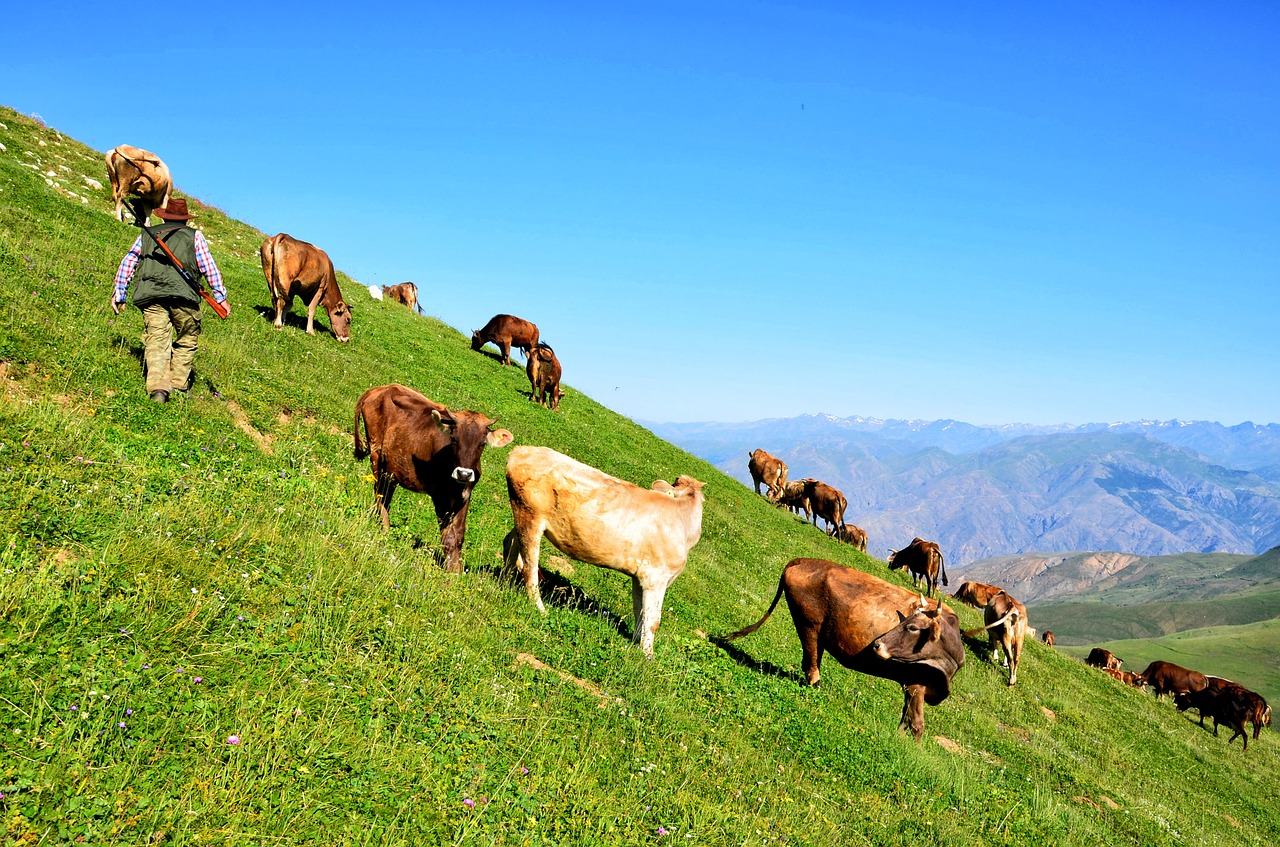 Gamta, Turkija, Kraštovaizdis, Kraštovaizdžio Gamta, Kaçkars, Natūralus Kalakutas, Ganyklos, Natur, Aukštas, Highland