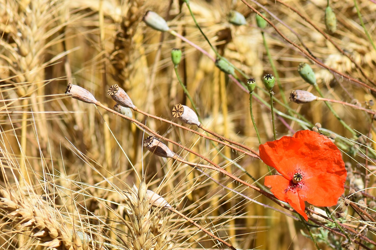 Gamta, Aguona, Gėlė, Raudona, Raudona Gėlė, Žydėti, Lauko Gėlės, Kvieciai, Grūdai, Nemokamos Nuotraukos