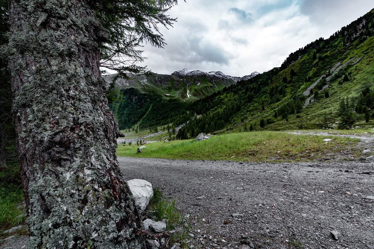 Gamta, Zirm, Medis, Kraštovaizdis, Kalnai, South Tyrol, Alpių, Nemokamos Nuotraukos,  Nemokama Licenzija