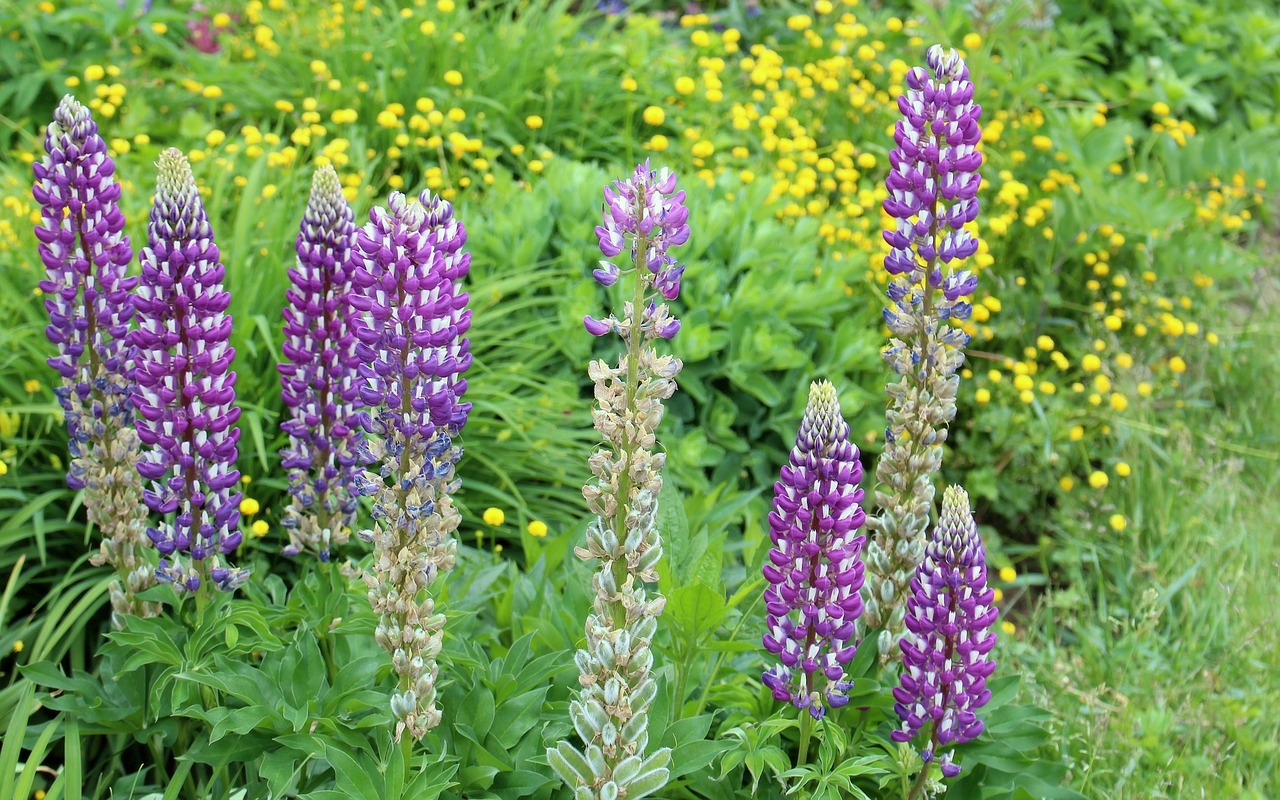 Gamta, Flora, Gėlės, Lupinas, Spalvos, Žydi, Sodai, Augalai, Vasara, Nemokamos Nuotraukos