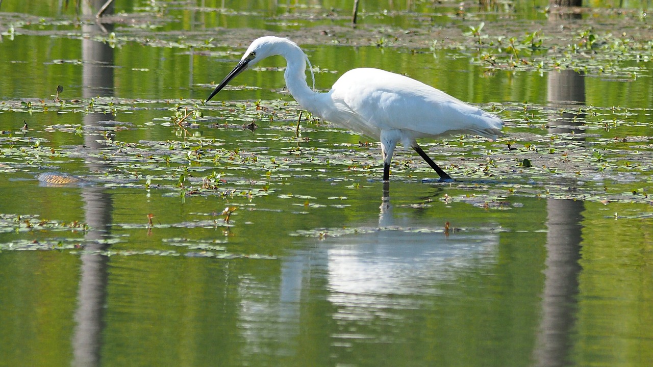 Gamta, Paukščiai, Egret, Vanduo, Camargue, Nemokamos Nuotraukos,  Nemokama Licenzija