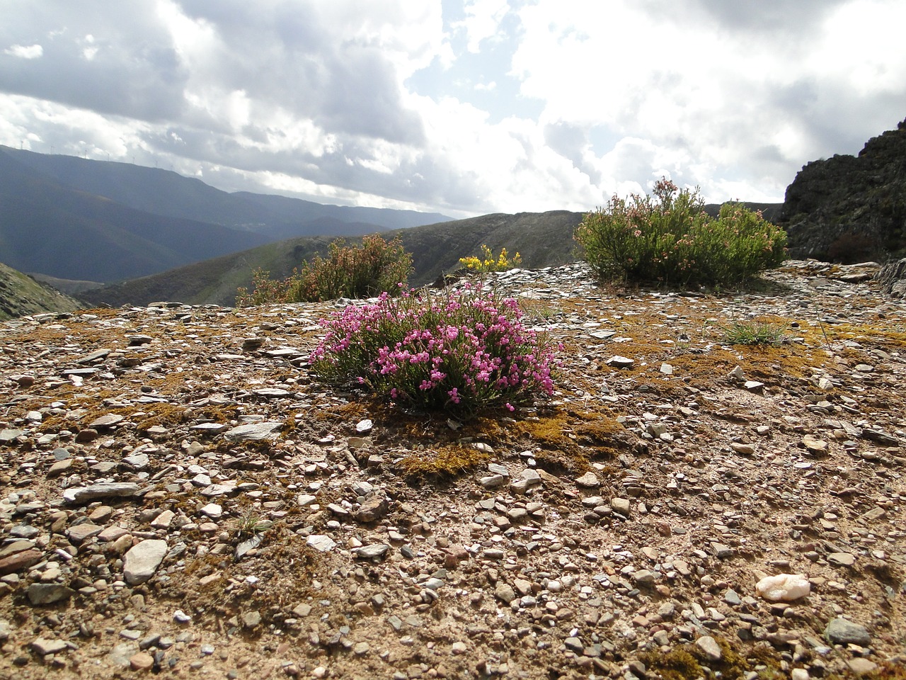 Gamta, Rosa, Gėlės, Nemokamos Nuotraukos,  Nemokama Licenzija