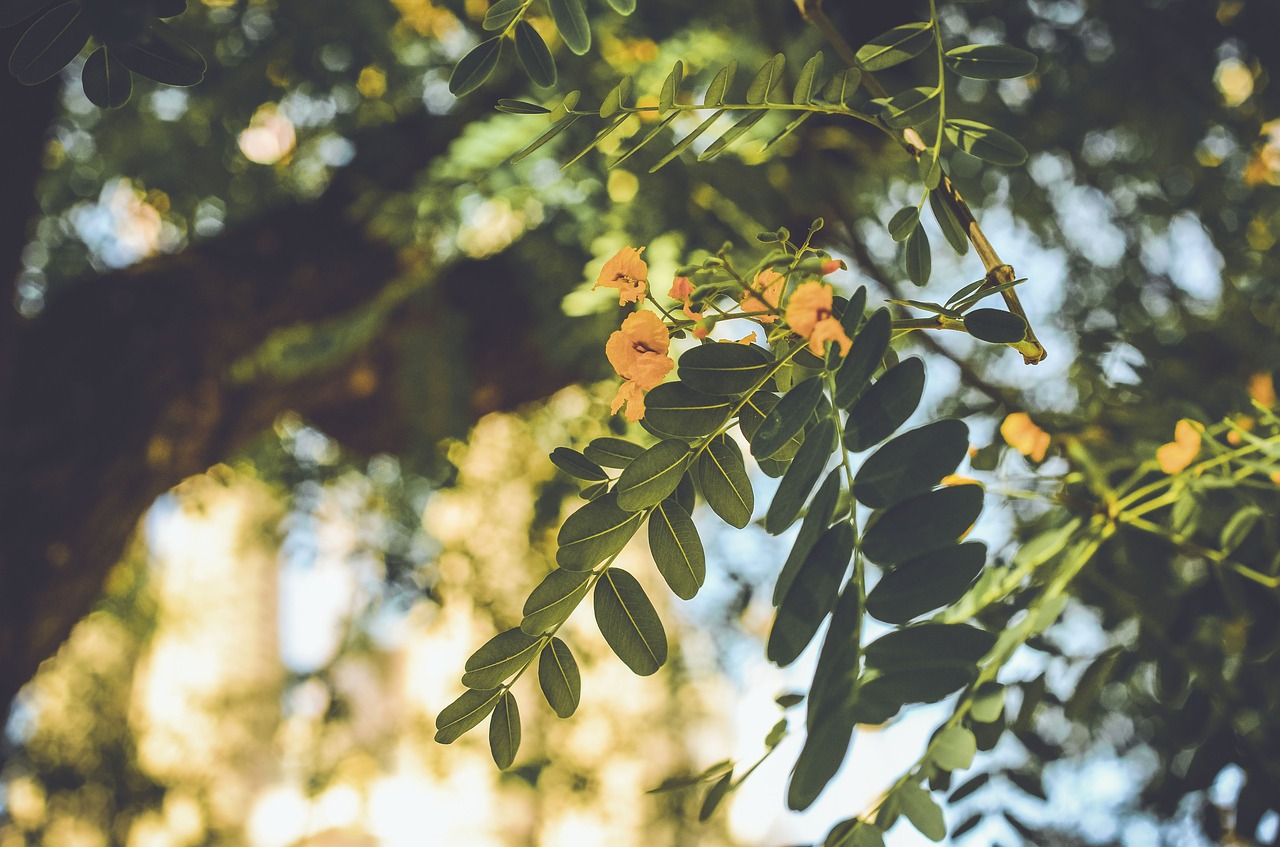 Gamta, Lapai, Žalias, Medžiai, Bokeh, Gėlė, Nemokamos Nuotraukos,  Nemokama Licenzija