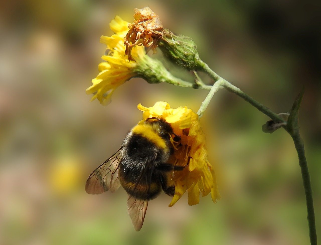 Gamta, Hummel, Vabzdys, Žiedas, Žydėti, Sunkiai Dirbantis, Žiedadulkės, Apdulkinimas, Augalas, Rinkti Nektarą