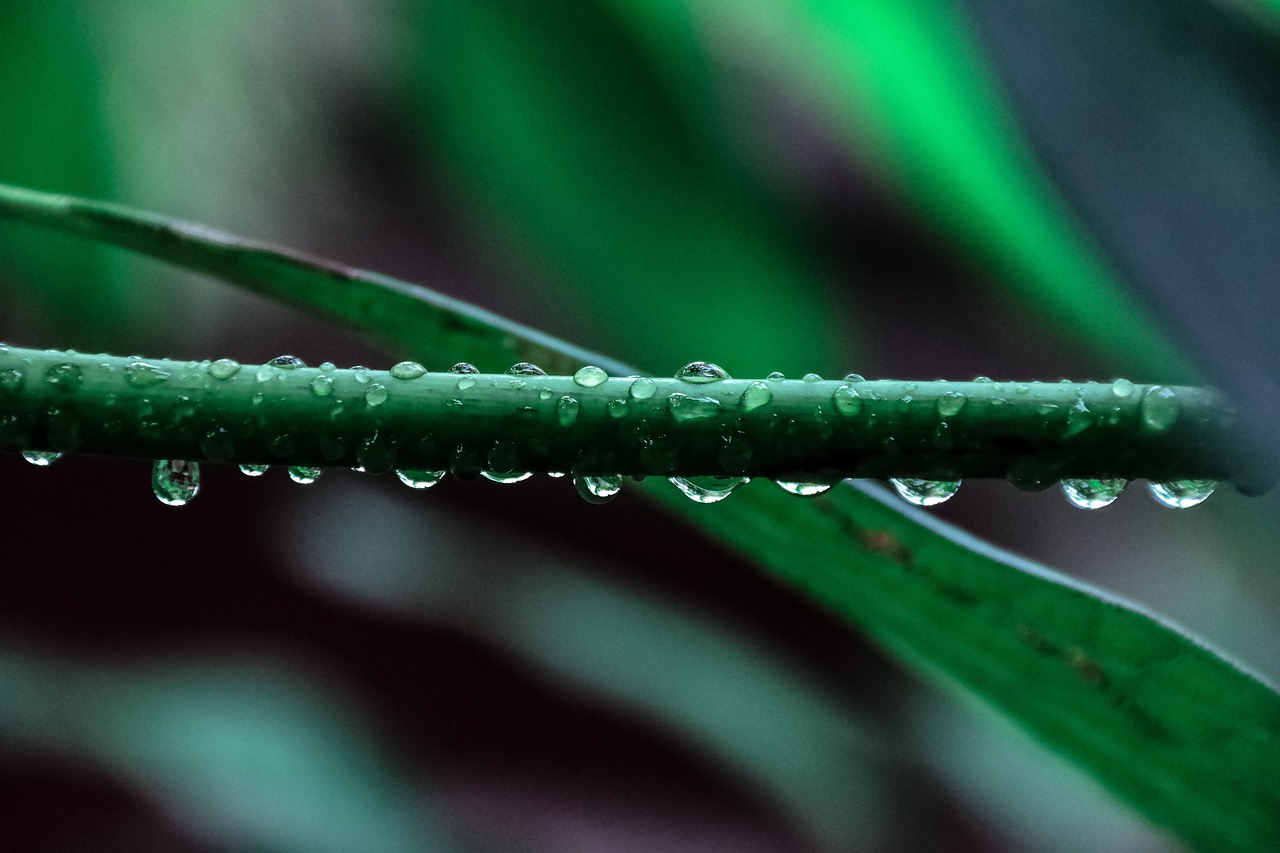 Gamta, Augalai, Lapai, Venos, Vanduo, Lašeliai, Lietus, Vis Dar, Bokeh, Nemokamos Nuotraukos