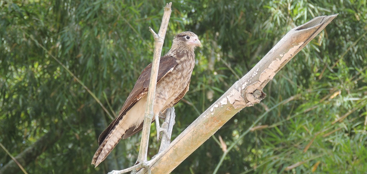 Gamta, Paukštis, Plėšrusis Paukštis, Aguilucha, Ave, Fauna, Nemokamos Nuotraukos,  Nemokama Licenzija