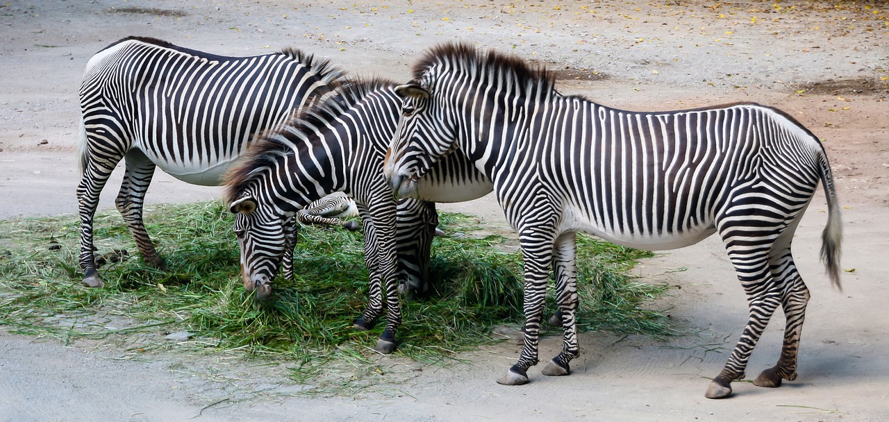 Gamta, Gyvūnai, Zebra, Juostelės, Dryžuotas, Pėsčiųjų Perėja, Juoda Ir Balta, Laukinis Gyvūnas, Piešimas, Kūnas