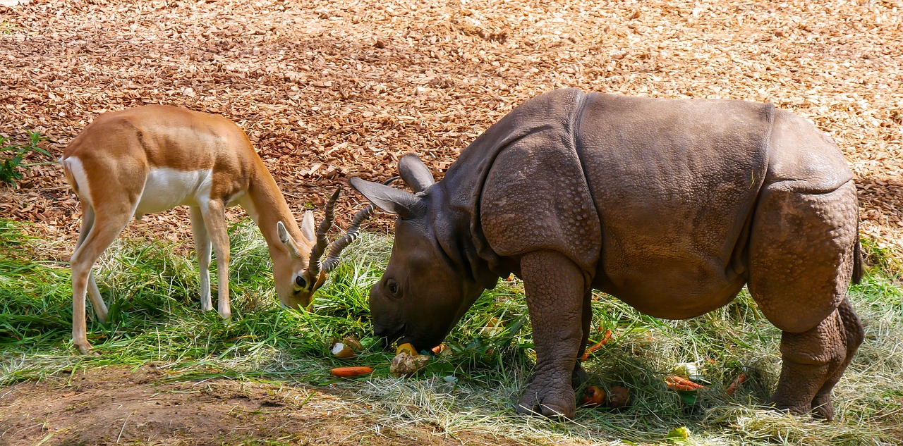 Gamta, Gyvūnai, Rhino, Jaunas Raganas, Antilopė, Maistas, Draugai, Tiergarten Nürnberg, Pasitikėjimas, Draugystė