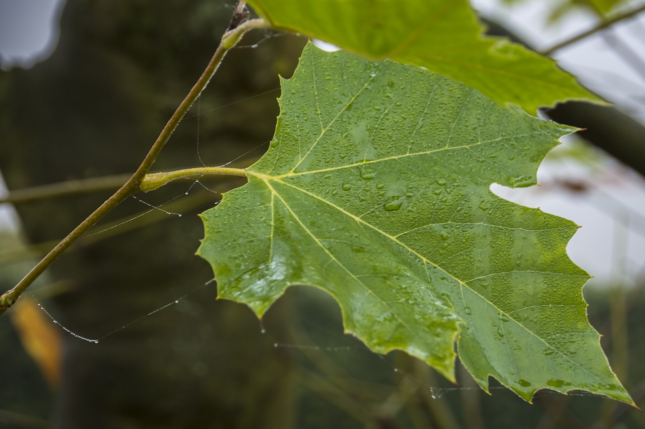 Gamta, Lapai, Miškas, Medis, Lapija, Lapai, Flora, Nemokamos Nuotraukos,  Nemokama Licenzija