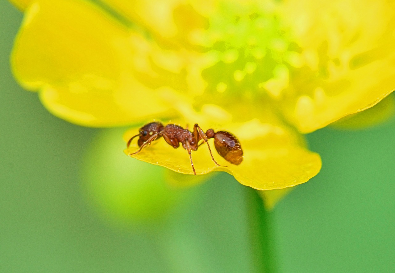 Gamta, Ant, Priekinio Plano, Vabzdys, Geltona, Gėlės, Makro, Geltona Gėlė, Spalva, Spalvinga