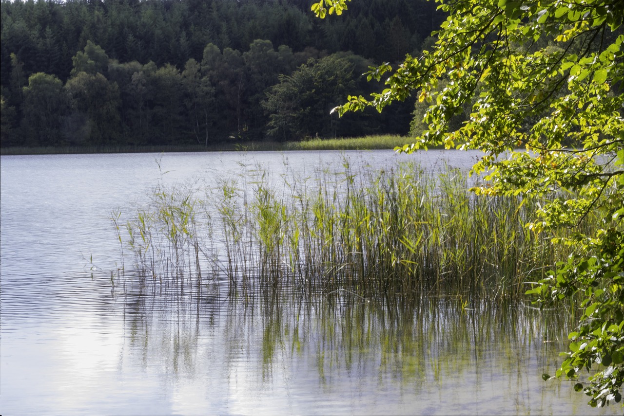 Gamta, Ežeras, Vaizdas, Denmark, Nemokamos Nuotraukos,  Nemokama Licenzija