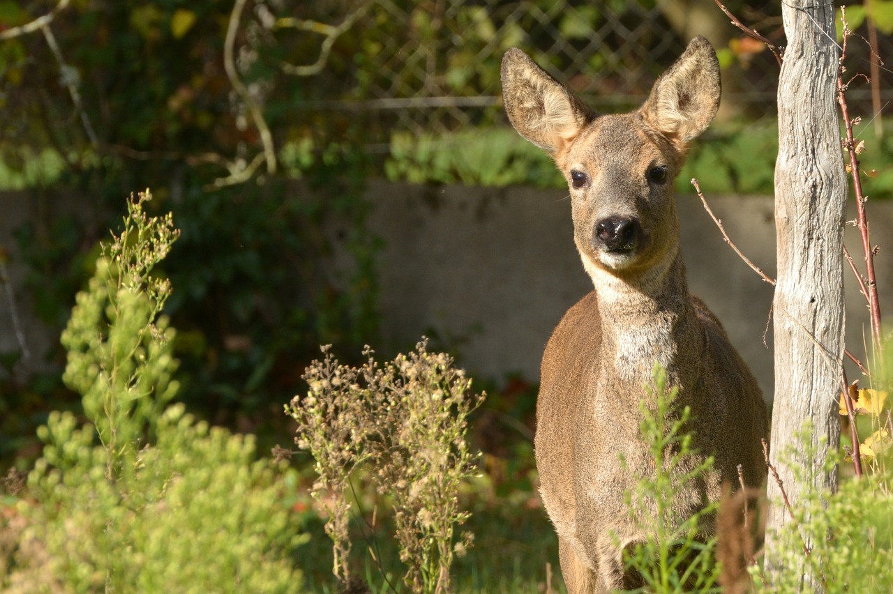 Gamta, Elnias, Gyvūnai, Sodas, Miškas, Fauna, Gyvūnas, Nemokamos Nuotraukos,  Nemokama Licenzija