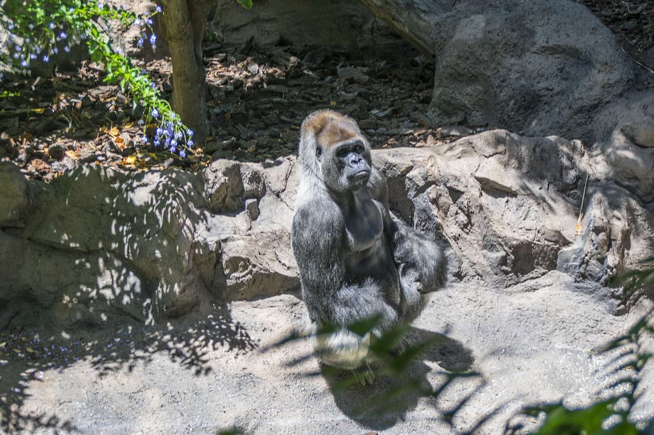 Gamta, Gyvūnai, Zoologijos Sodas, Nemokamos Nuotraukos,  Nemokama Licenzija