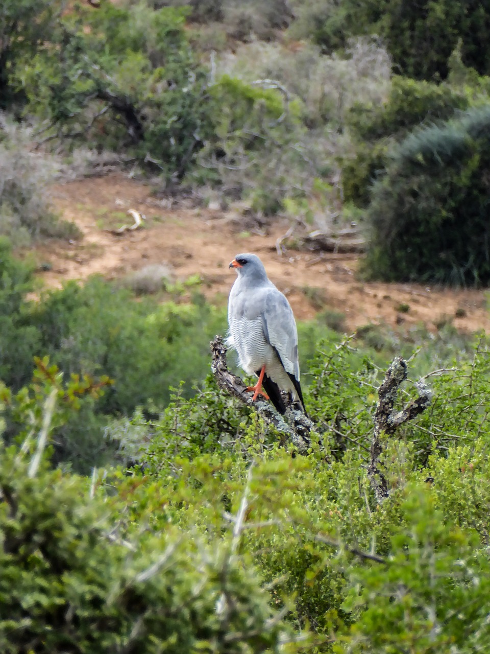 Gamta, Plėšrusis Paukštis, Raptoras, Žalias, Miškas, Filialas, Gyvūnas, Laukinės Gamtos Fotografija, Oranžinė, Sąskaitą