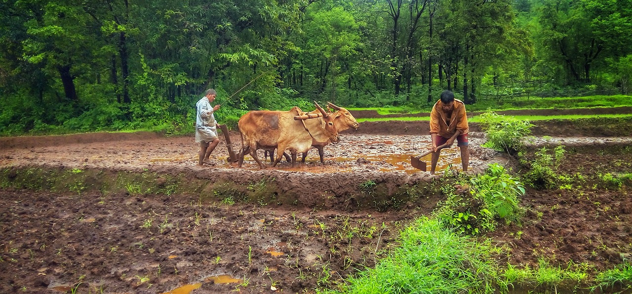 Gamta, Kokan, Sindhudurg, Goa, Ūkininkas, Žalias, Maisto Produktas, Ratnagiri, Indijos, Nemokamos Nuotraukos