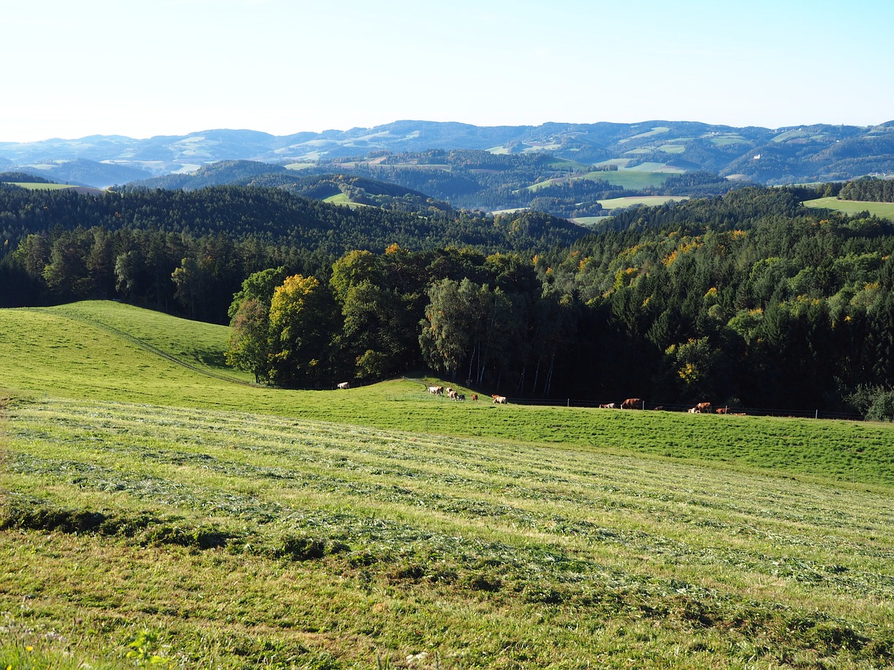 Gamta, Pieva, Bucklige Welt, Sūpynės, Žemutinė Austrija, Austria, Žalias, Kraštovaizdis, Žolė, Medis