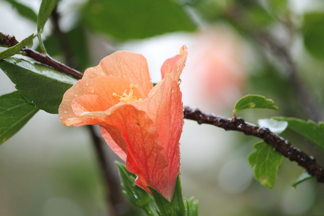 Gamta, Gėlė, Hibiscus, Oranžinė, Šlapias, Lietaus Lašai, Makro Spalva, Nemokamos Nuotraukos,  Nemokama Licenzija