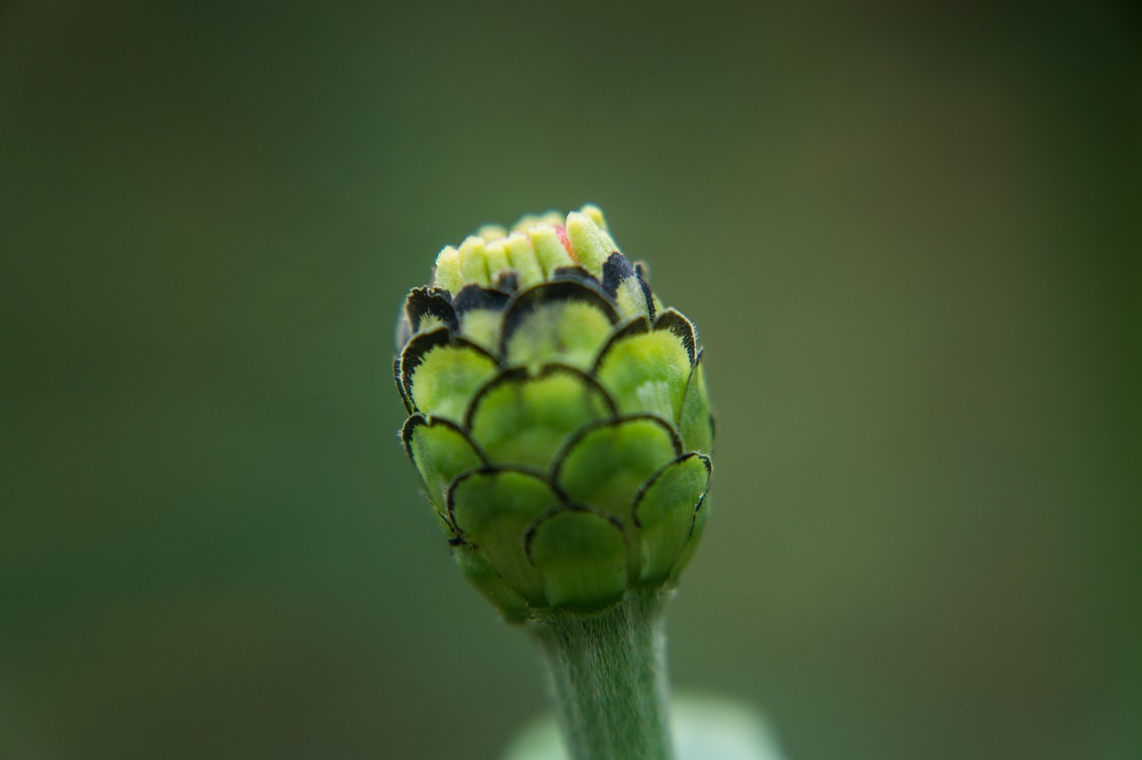 Gamta, Makro, Mikrofotografavimas, Sodas, Vaisiai, Gėlės, Polinizacion, Žalias, Pistil, Tuti