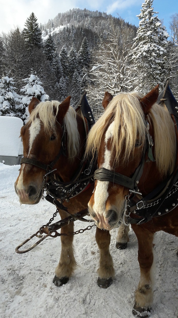 Gamta, Arkliai, Žiema, Schee, Nemokamai, Nemokamos Nuotraukos,  Nemokama Licenzija